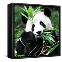 China 10MKm2 Collection - Giant Panda-Philippe Hugonnard-Framed Stretched Canvas