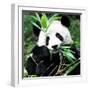 China 10MKm2 Collection - Giant Panda-Philippe Hugonnard-Framed Photographic Print