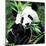 China 10MKm2 Collection - Giant Panda-Philippe Hugonnard-Mounted Photographic Print