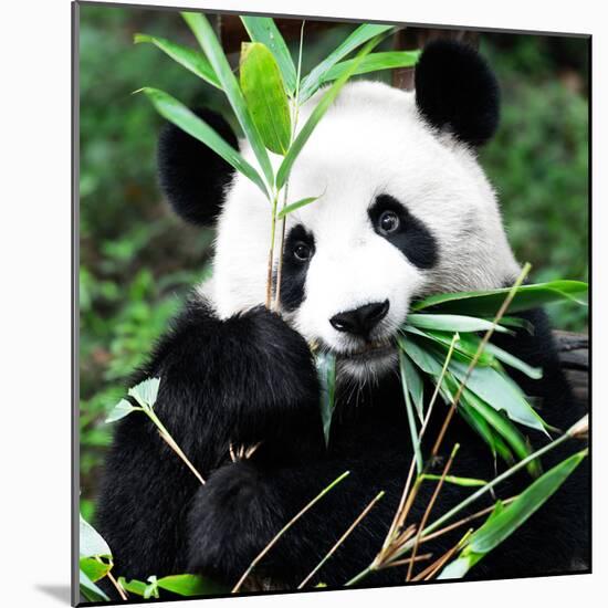 China 10MKm2 Collection - Giant Panda-Philippe Hugonnard-Mounted Photographic Print