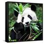 China 10MKm2 Collection - Giant Panda-Philippe Hugonnard-Framed Stretched Canvas