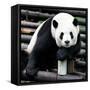 China 10MKm2 Collection - Giant Panda-Philippe Hugonnard-Framed Stretched Canvas