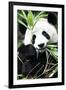 China 10MKm2 Collection - Giant Panda-Philippe Hugonnard-Framed Photographic Print