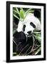 China 10MKm2 Collection - Giant Panda-Philippe Hugonnard-Framed Photographic Print