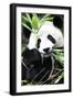 China 10MKm2 Collection - Giant Panda-Philippe Hugonnard-Framed Photographic Print