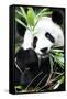 China 10MKm2 Collection - Giant Panda-Philippe Hugonnard-Framed Stretched Canvas