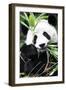 China 10MKm2 Collection - Giant Panda-Philippe Hugonnard-Framed Premium Photographic Print