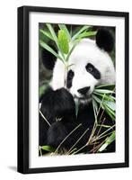 China 10MKm2 Collection - Giant Panda-Philippe Hugonnard-Framed Premium Photographic Print