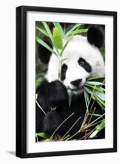 China 10MKm2 Collection - Giant Panda-Philippe Hugonnard-Framed Premium Photographic Print