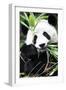 China 10MKm2 Collection - Giant Panda-Philippe Hugonnard-Framed Premium Photographic Print