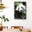 China 10MKm2 Collection - Giant Panda-Philippe Hugonnard-Framed Stretched Canvas displayed on a wall