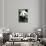 China 10MKm2 Collection - Giant Panda-Philippe Hugonnard-Photographic Print displayed on a wall