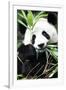 China 10MKm2 Collection - Giant Panda-Philippe Hugonnard-Framed Premium Photographic Print