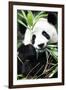 China 10MKm2 Collection - Giant Panda-Philippe Hugonnard-Framed Premium Photographic Print