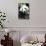 China 10MKm2 Collection - Giant Panda-Philippe Hugonnard-Mounted Premium Photographic Print displayed on a wall