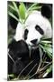 China 10MKm2 Collection - Giant Panda-Philippe Hugonnard-Mounted Premium Photographic Print