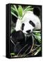 China 10MKm2 Collection - Giant Panda-Philippe Hugonnard-Framed Stretched Canvas