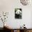 China 10MKm2 Collection - Giant Panda-Philippe Hugonnard-Stretched Canvas displayed on a wall