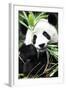 China 10MKm2 Collection - Giant Panda-Philippe Hugonnard-Framed Photographic Print