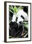 China 10MKm2 Collection - Giant Panda-Philippe Hugonnard-Framed Photographic Print