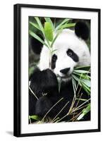 China 10MKm2 Collection - Giant Panda-Philippe Hugonnard-Framed Photographic Print