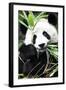 China 10MKm2 Collection - Giant Panda-Philippe Hugonnard-Framed Photographic Print