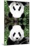 China 10MKm2 Collection - Giant Panda-Philippe Hugonnard-Mounted Photographic Print