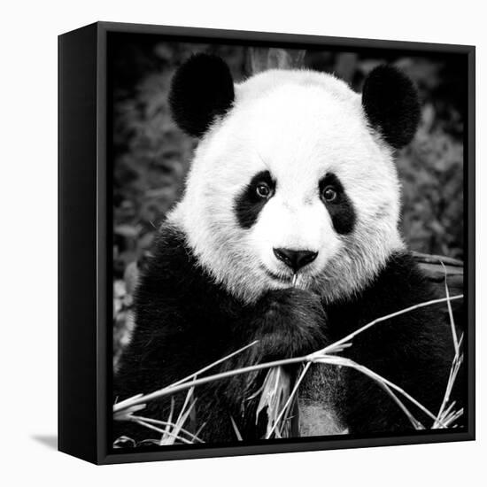 China 10MKm2 Collection - Giant Panda-Philippe Hugonnard-Framed Stretched Canvas