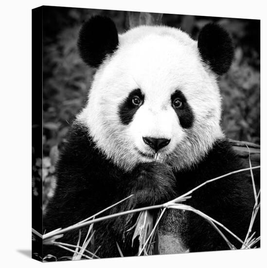 China 10MKm2 Collection - Giant Panda-Philippe Hugonnard-Stretched Canvas