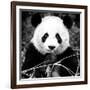 China 10MKm2 Collection - Giant Panda-Philippe Hugonnard-Framed Photographic Print