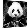 China 10MKm2 Collection - Giant Panda-Philippe Hugonnard-Mounted Photographic Print