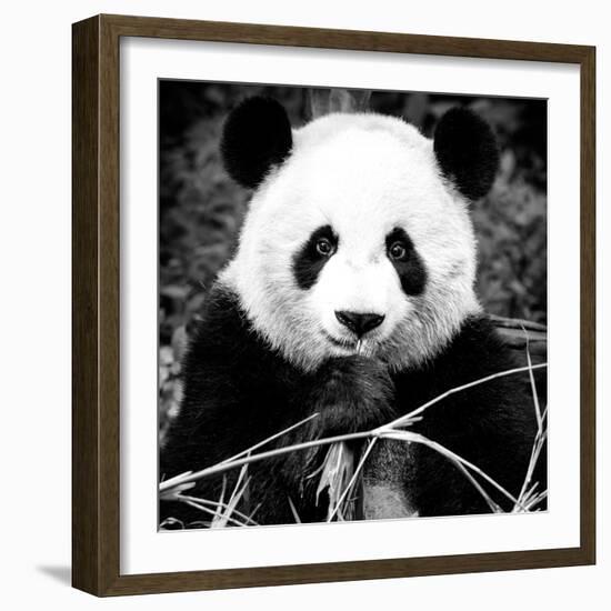 China 10MKm2 Collection - Giant Panda-Philippe Hugonnard-Framed Photographic Print