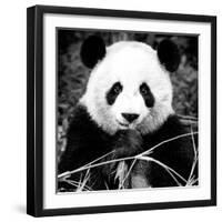 China 10MKm2 Collection - Giant Panda-Philippe Hugonnard-Framed Photographic Print