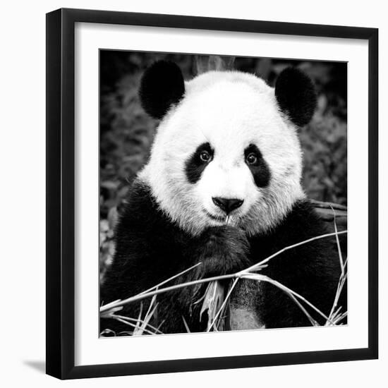 China 10MKm2 Collection - Giant Panda-Philippe Hugonnard-Framed Photographic Print