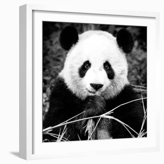 China 10MKm2 Collection - Giant Panda-Philippe Hugonnard-Framed Photographic Print