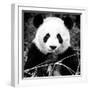 China 10MKm2 Collection - Giant Panda-Philippe Hugonnard-Framed Photographic Print