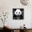 China 10MKm2 Collection - Giant Panda-Philippe Hugonnard-Photographic Print displayed on a wall