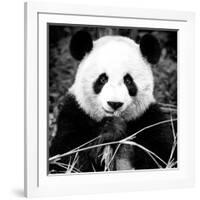 China 10MKm2 Collection - Giant Panda-Philippe Hugonnard-Framed Photographic Print