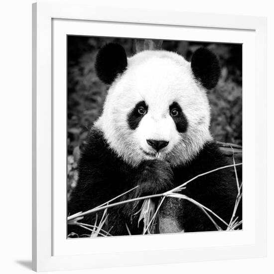 China 10MKm2 Collection - Giant Panda-Philippe Hugonnard-Framed Photographic Print