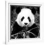 China 10MKm2 Collection - Giant Panda-Philippe Hugonnard-Framed Photographic Print