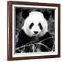 China 10MKm2 Collection - Giant Panda-Philippe Hugonnard-Framed Photographic Print