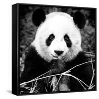 China 10MKm2 Collection - Giant Panda-Philippe Hugonnard-Framed Stretched Canvas