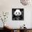 China 10MKm2 Collection - Giant Panda-Philippe Hugonnard-Framed Stretched Canvas displayed on a wall