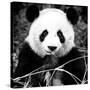 China 10MKm2 Collection - Giant Panda-Philippe Hugonnard-Stretched Canvas