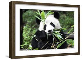 China 10MKm2 Collection - Giant Panda-Philippe Hugonnard-Framed Photographic Print