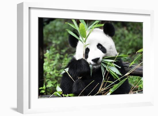 China 10MKm2 Collection - Giant Panda-Philippe Hugonnard-Framed Photographic Print