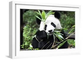 China 10MKm2 Collection - Giant Panda-Philippe Hugonnard-Framed Photographic Print