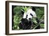 China 10MKm2 Collection - Giant Panda-Philippe Hugonnard-Framed Premium Photographic Print