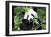 China 10MKm2 Collection - Giant Panda-Philippe Hugonnard-Framed Premium Photographic Print