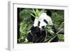 China 10MKm2 Collection - Giant Panda-Philippe Hugonnard-Framed Premium Photographic Print